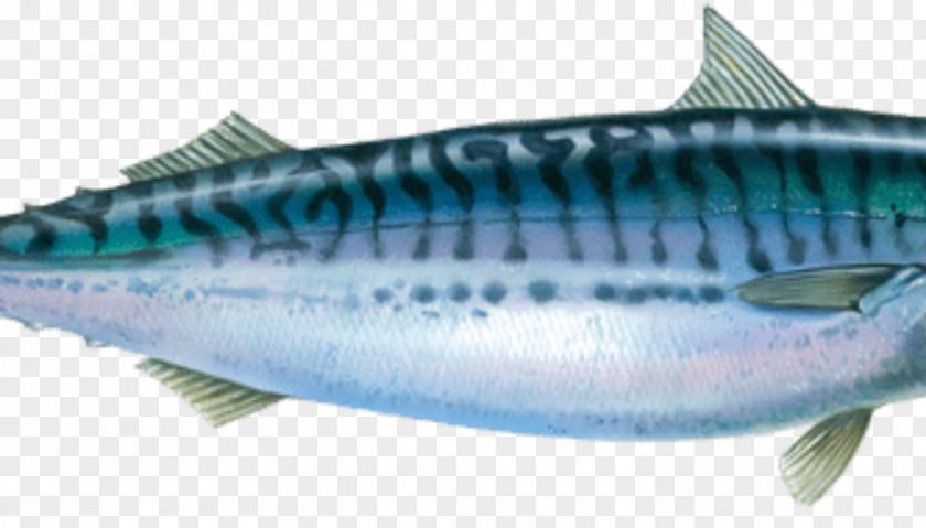 Fish Atlantic Mackerel Pollachius Horse PNG