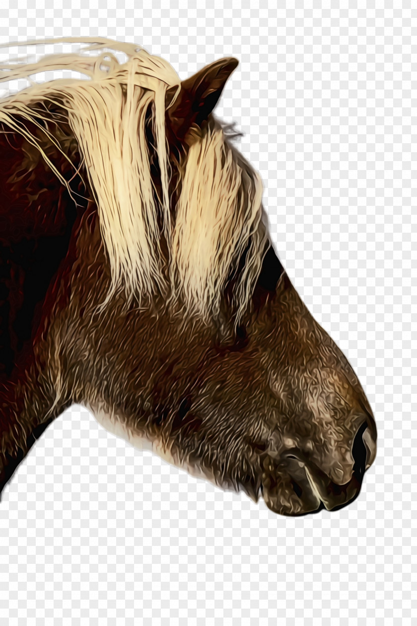 Livestock Mare Horse Cartoon PNG