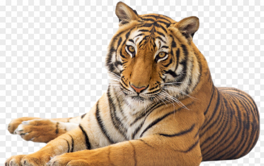 Tiger Tummy Cat Emotional Intelligence PNG