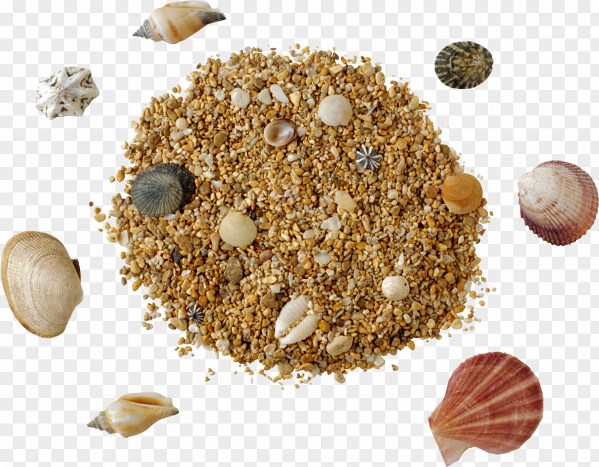 Seashell Sand Clip Art PNG