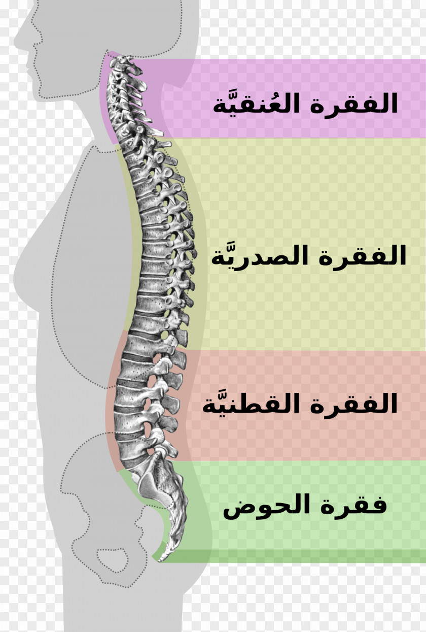 Vertebral Column Neutral Spine Lumbar Spinal Stenosis PNG