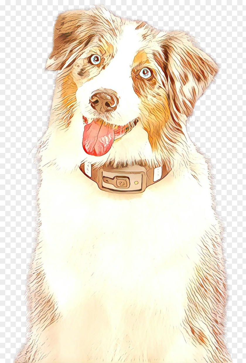 Working Dog Rare Breed Border Collie PNG