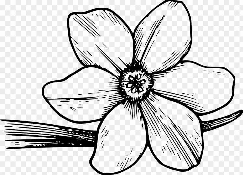 Floral Outline Coloring Book Drawing Adult Clip Art PNG