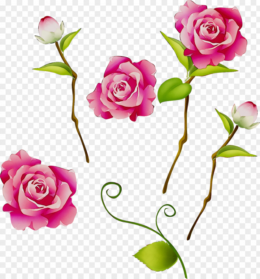 Garden Roses Image Clip Art Drawing PNG