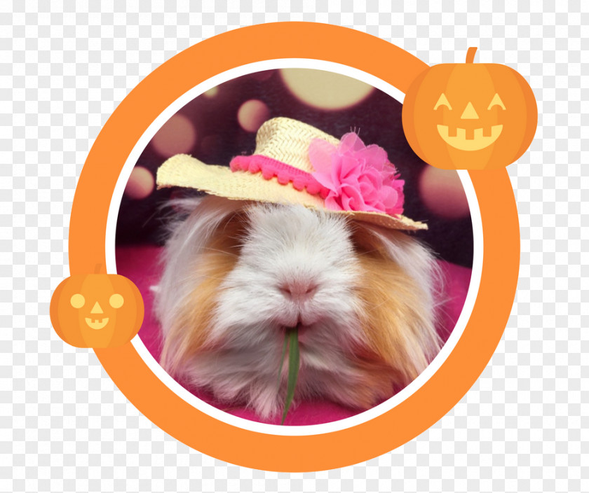 Guinea Pig Pet Whiskers Animal Hare PNG