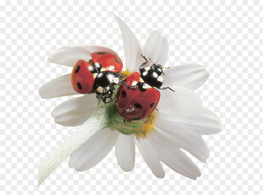 Ladybird Beetle Dog PNG
