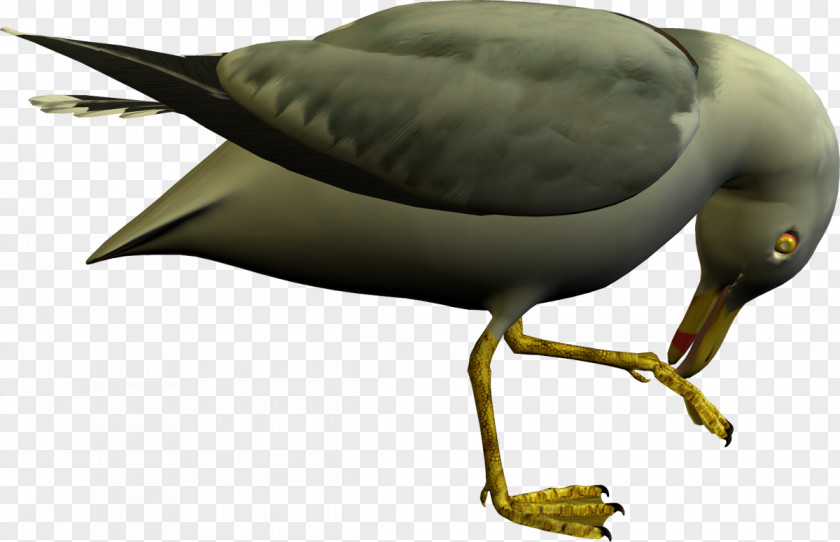 Goose Beak Ducks, Geese And Swans Cygnini PNG