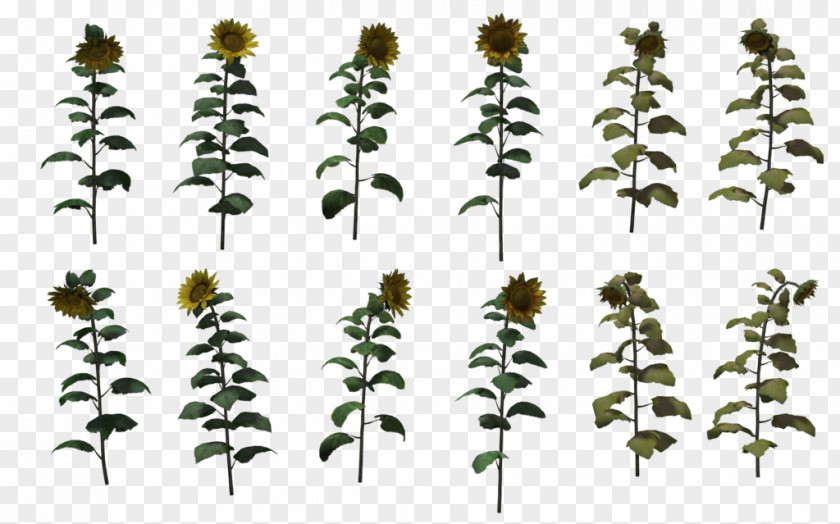 Sunflower 3D Drawing DeviantArt Common PNG