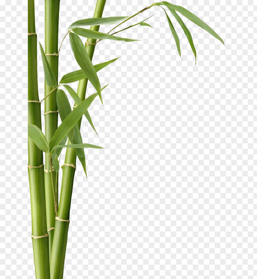 Bamboo Textile Charcoal Leaf Fargesia Murielae PNG