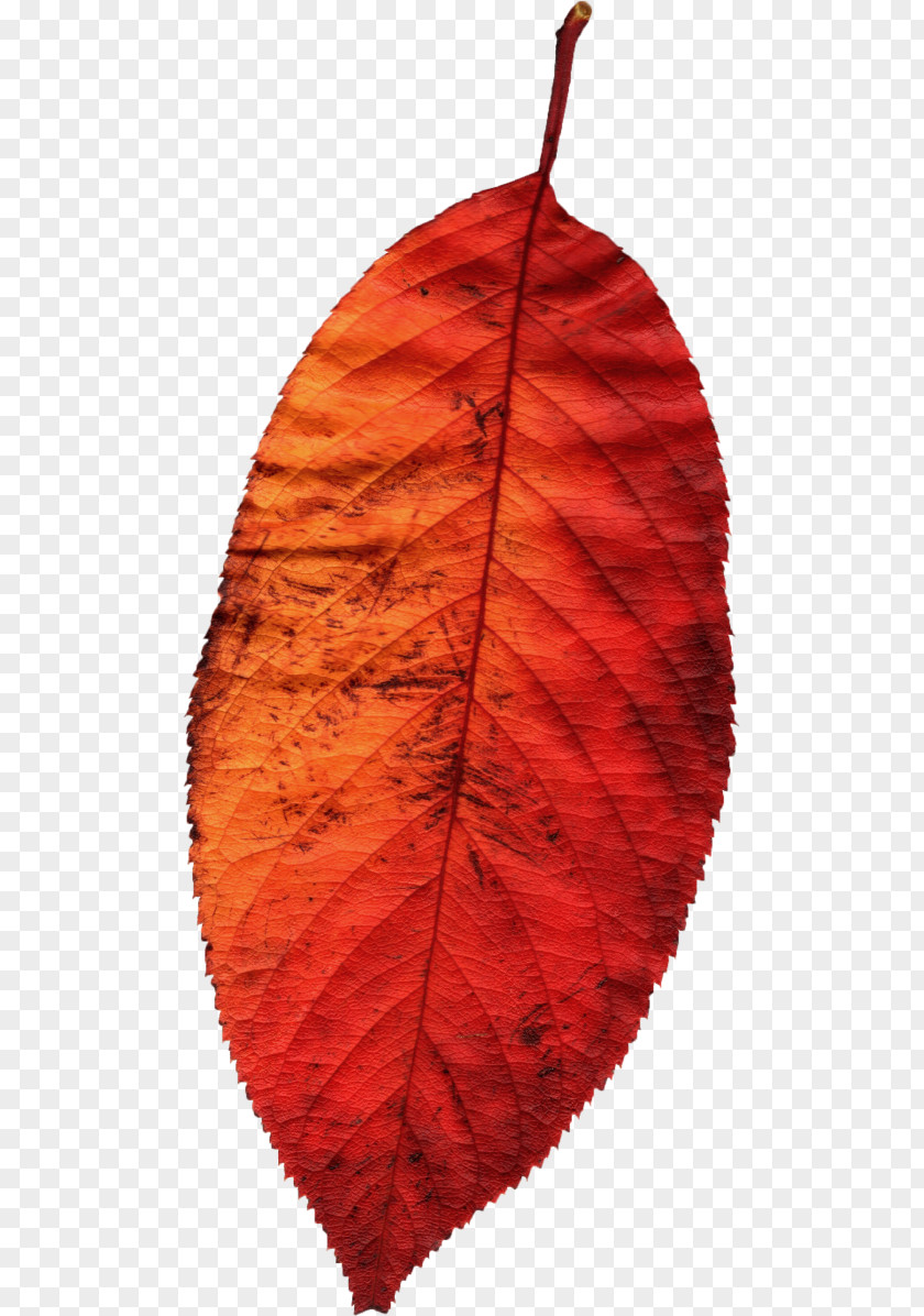 Leaf Autumn Season PNG