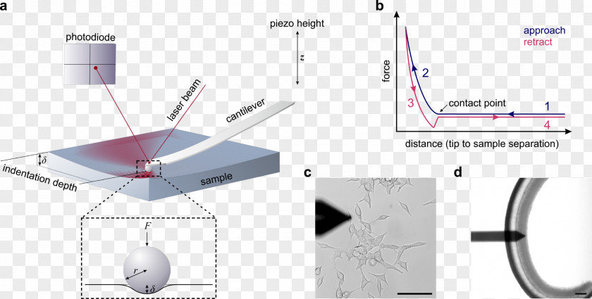 Microscope Atomic Force Microscopy Spectroscopy PNG