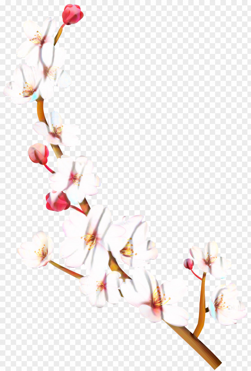 Petal Cherry Blossom ST.AU.150 MIN.V.UNC.NR AD Flowering Plant PNG