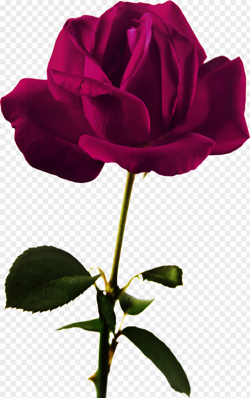 Red Rose Flower Beach Color PNG