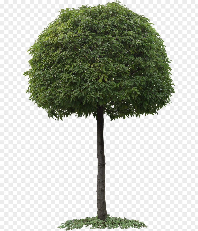 Tree Evergreen Trunk Branch Root PNG
