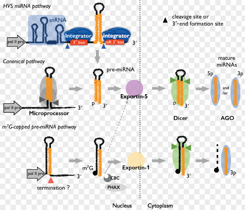 Biological Medicine Plant Cell Department Of Biochemistry And Molecular Biology Doctor Philosophy PNG