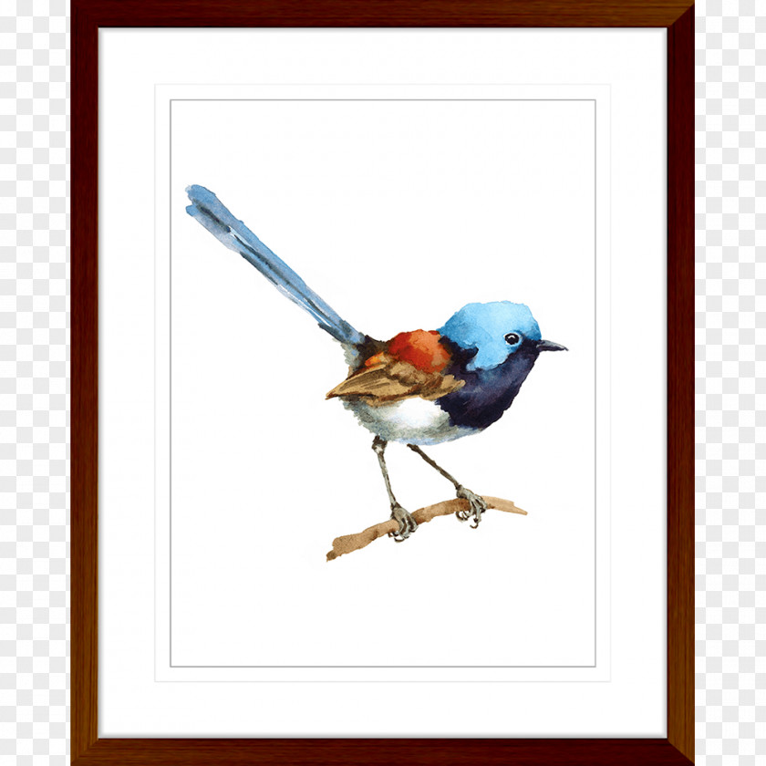 Bird Superb Fairywren Watercolor Painting PNG