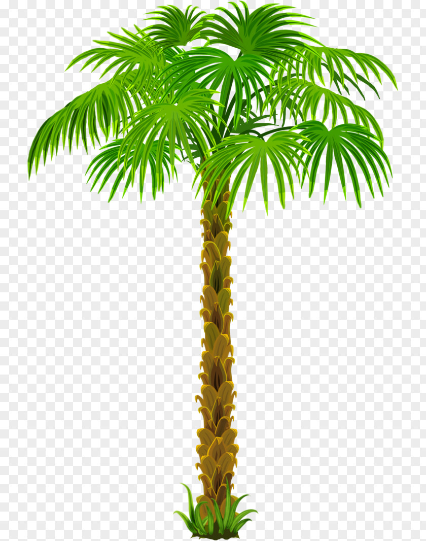 Coconut Asian Palmyra Palm Arecaceae PNG