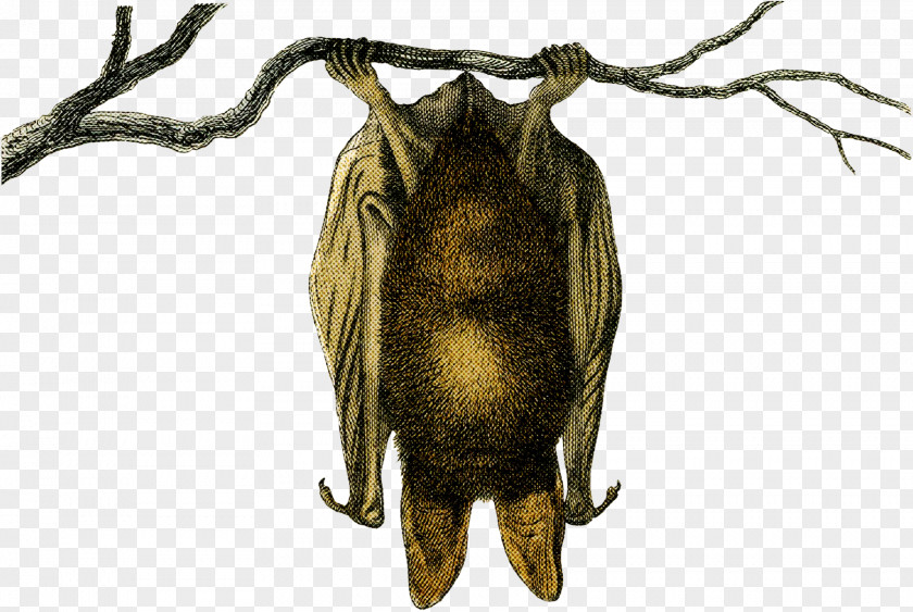 Insect Belostomatidae PNG