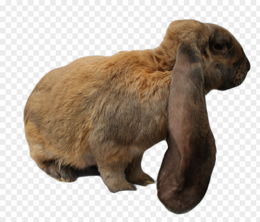 Rabbit Domestic Hare Fur Snout PNG