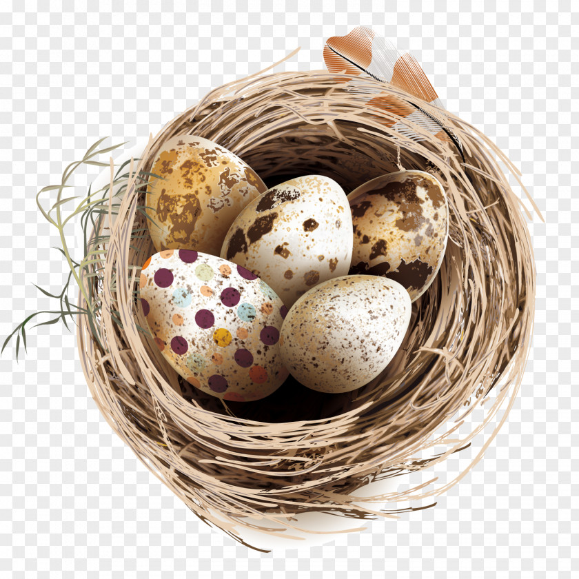 Vector Bird Nest Eggs Quail PNG