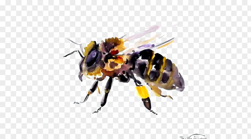 Bee Honey Hornet Insect Bumblebee PNG