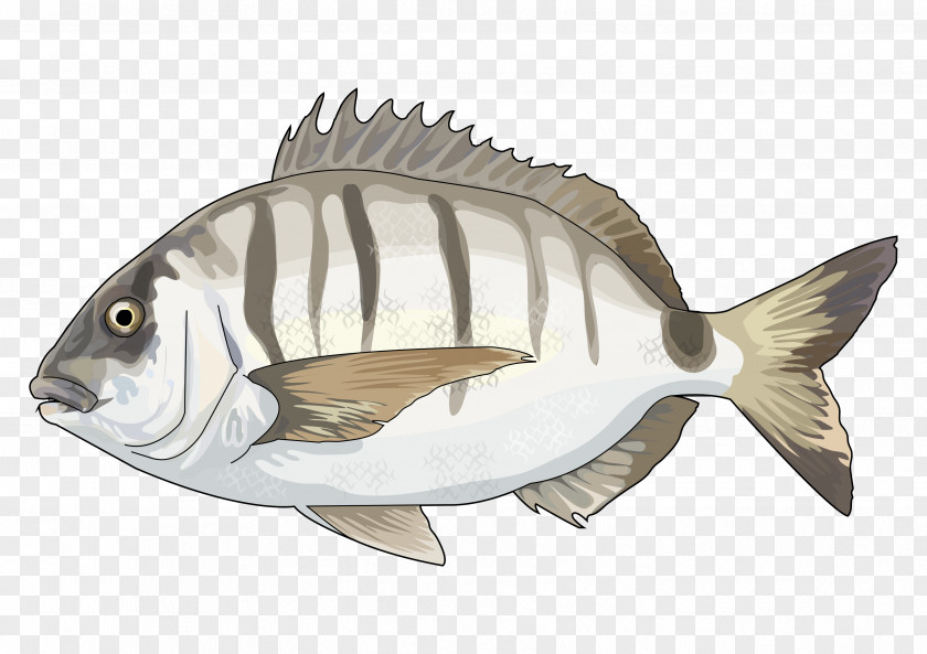 Fish White Seabream Diplodus Vulgaris Government Of The Canary Islands Fauna De Canarias PNG