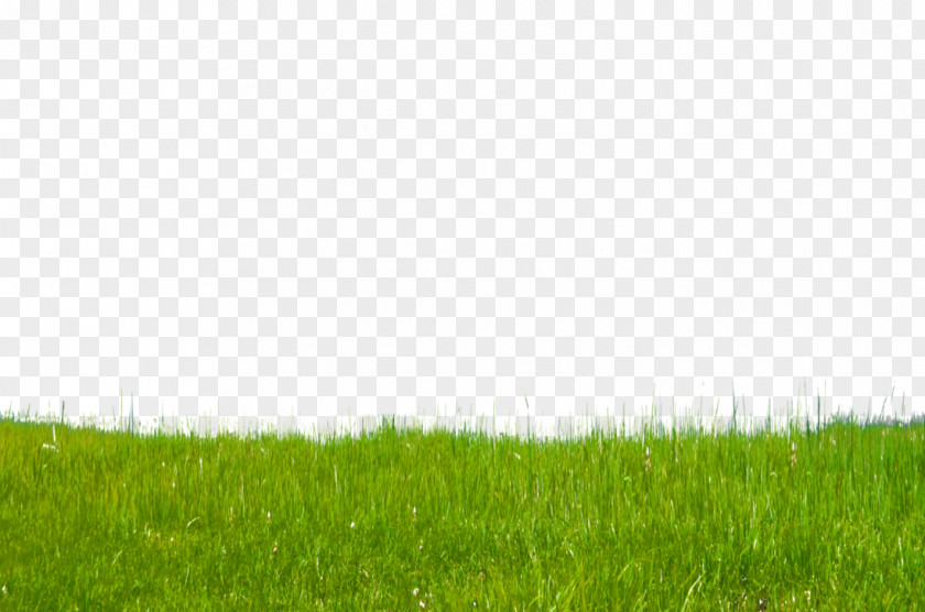 Grass Free Download Lawn Green Grasses Grassland Wallpaper PNG
