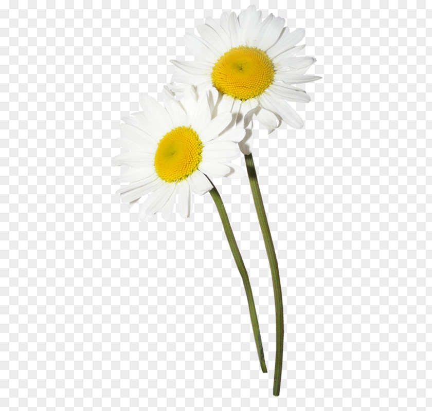 Papatya Flower Chamomile Clip Art PNG
