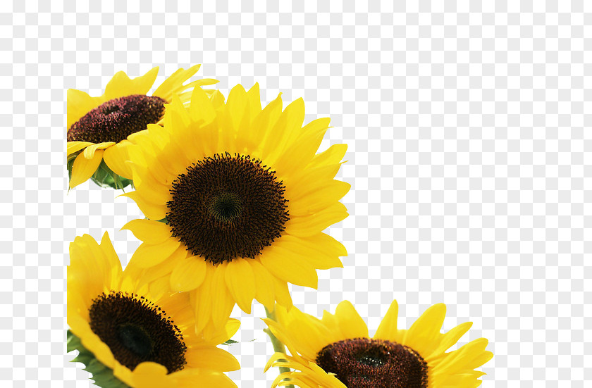 Sunflower IPhone 4S Common Wallpaper PNG