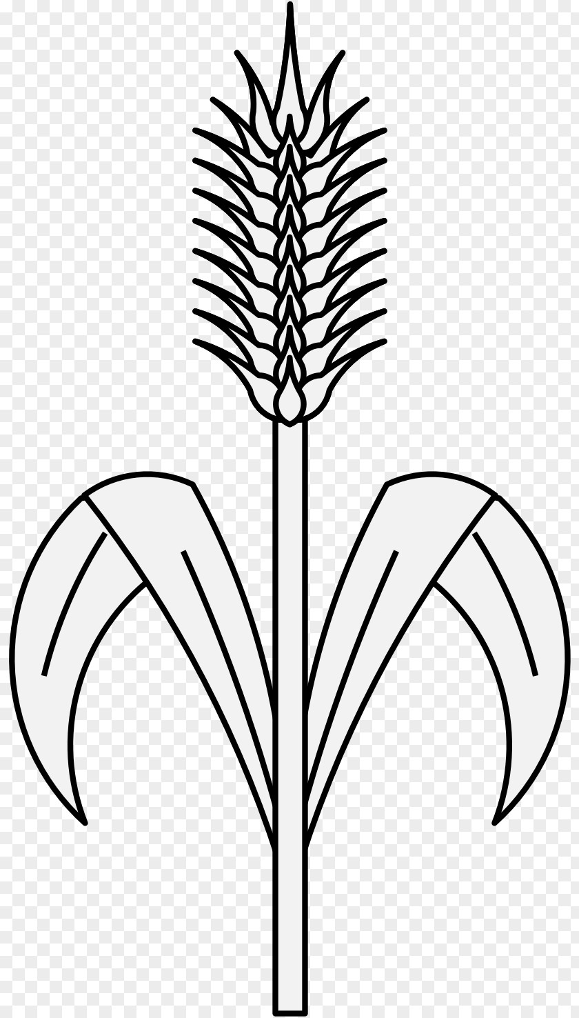 Wheat Plant Stem Leaf Grasses Drawing PNG