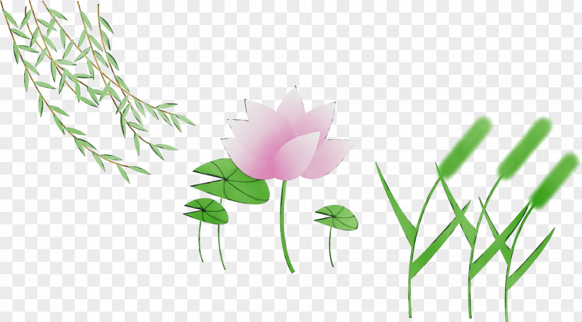 Anemone Wildflower Floral Design PNG