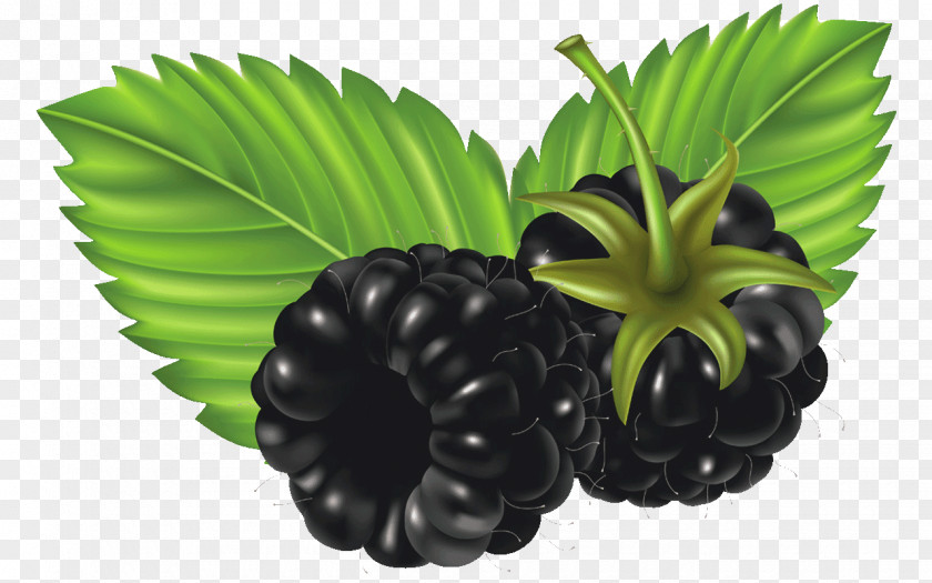 Blackberry Berries Fruit Raspberry Strawberry PNG
