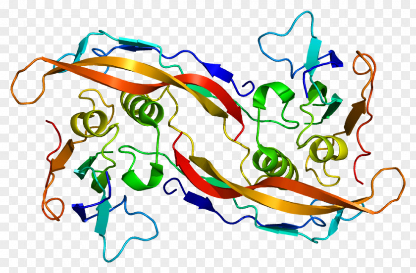 BMPR1A Bone Morphogenetic Protein Receptor Wnt Signaling Pathway PNG