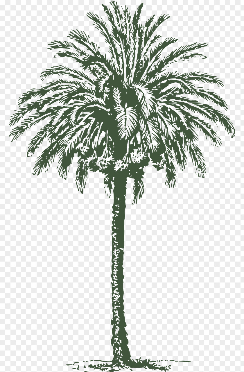 Dates Arecaceae Date Palm Ripple Associates Tree PNG