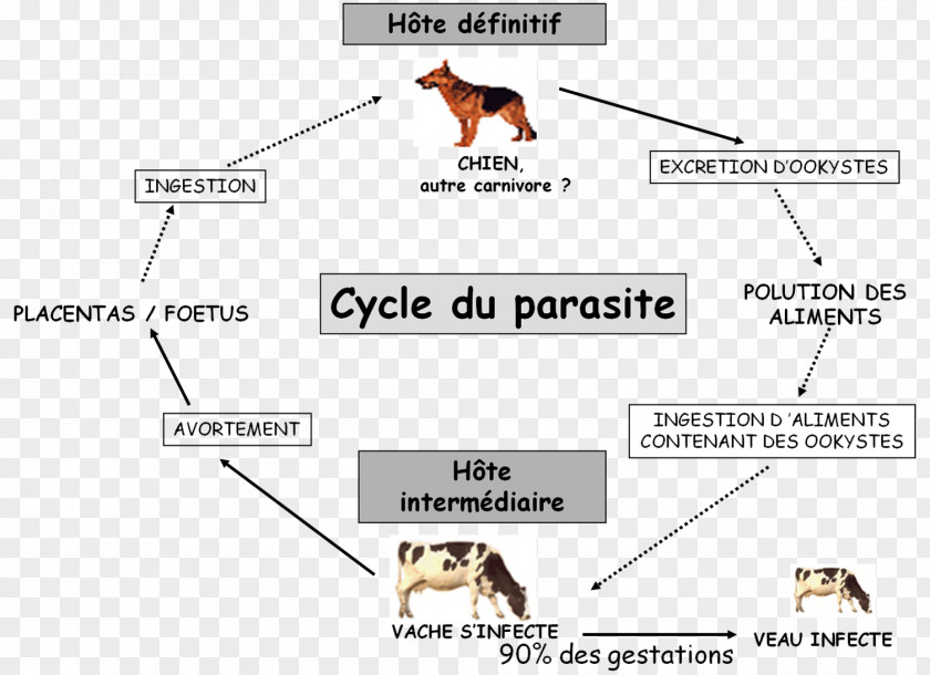 Dog Neospora Caninum Host Cattle Parasitism PNG