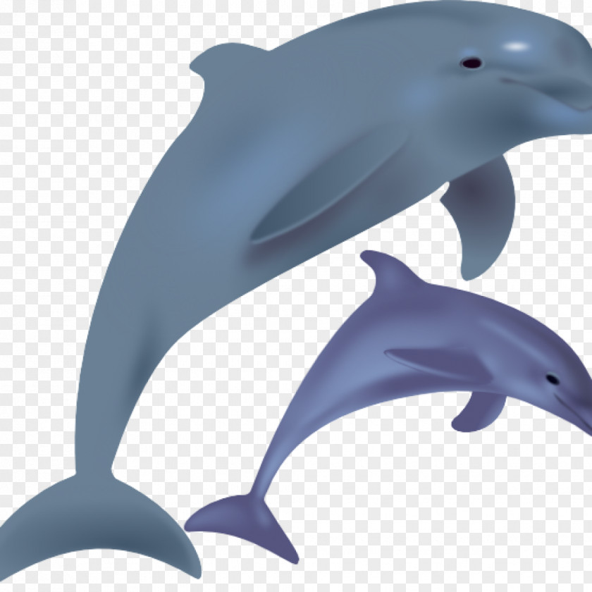 Dolphin Common Bottlenose Clip Art Openclipart Vector Graphics PNG