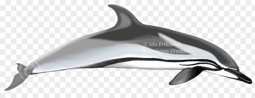 Dolphin Short-beaked Common Bottlenose Tucuxi Striped Rough-toothed PNG