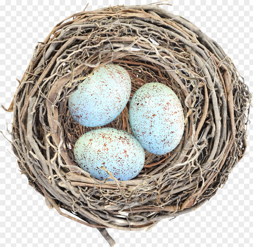 Egg Bird Nest Clip Art PNG