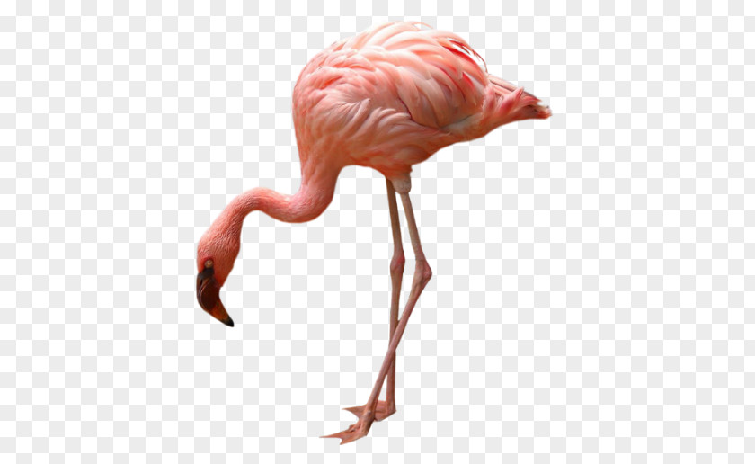 Flamingo Drawing Greater Bird Flamingos PNG