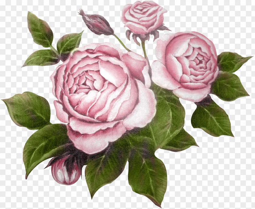 Peony Garden Roses Flower Raster Graphics Editor Clip Art PNG