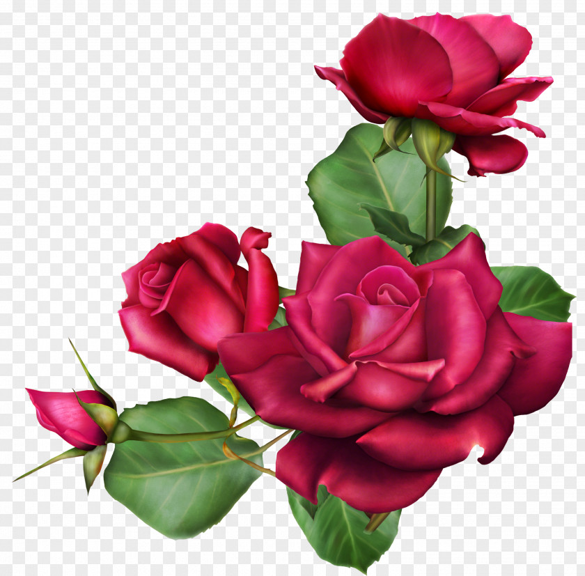 Rose Autumn's Wish Cut Flowers Garden Roses Flower Bouquet PNG