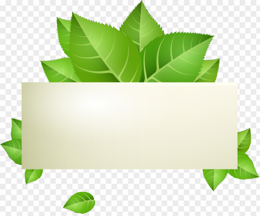 Vector Green Leaves Banner Stock.xchng Illustration PNG