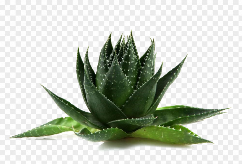 Aloe Agave Vera Flowerpot PNG