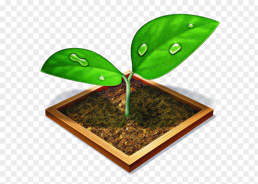 Anthurium Houseplant Green Leaf Background PNG