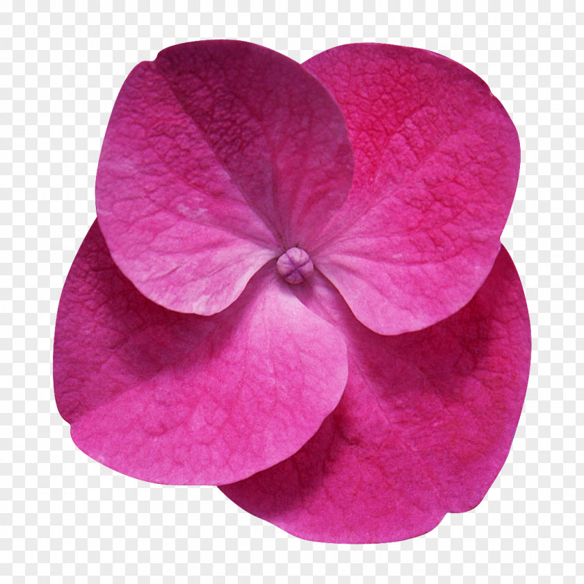 Flor Flower Desktop Wallpaper Clip Art PNG