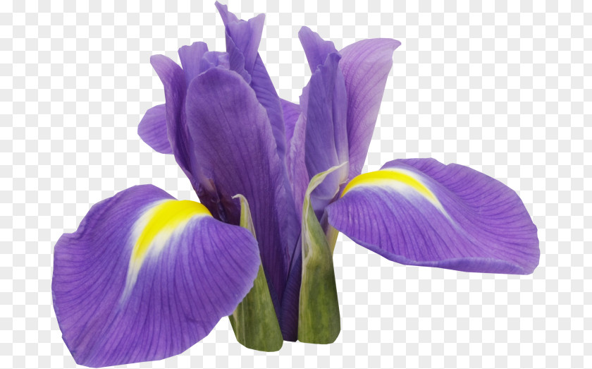 Flower Orris Root Irises PNG