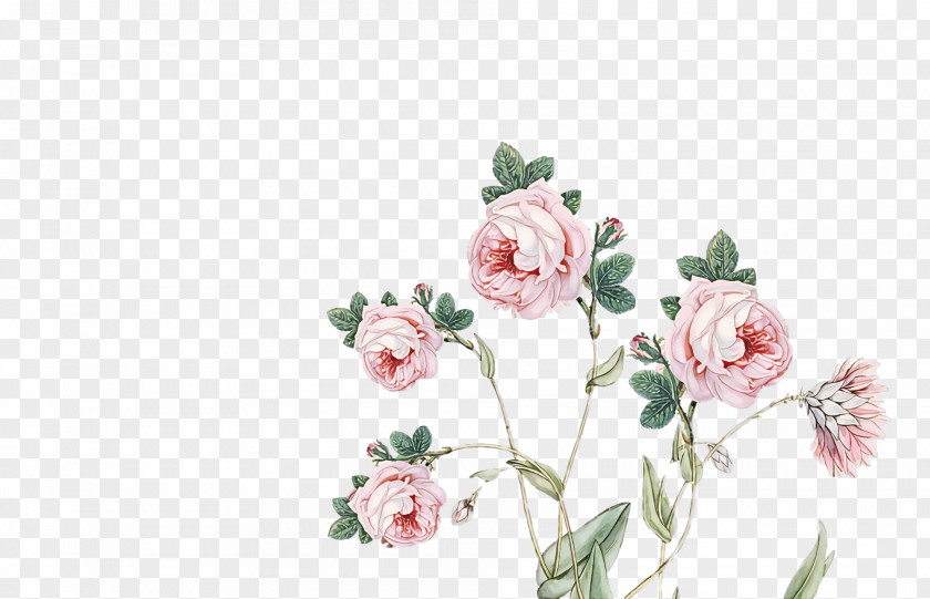 Garden Roses PNG