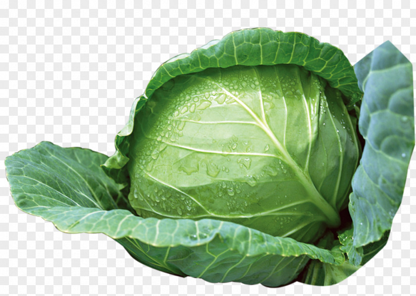 Green Cabbage Vegetable PNG