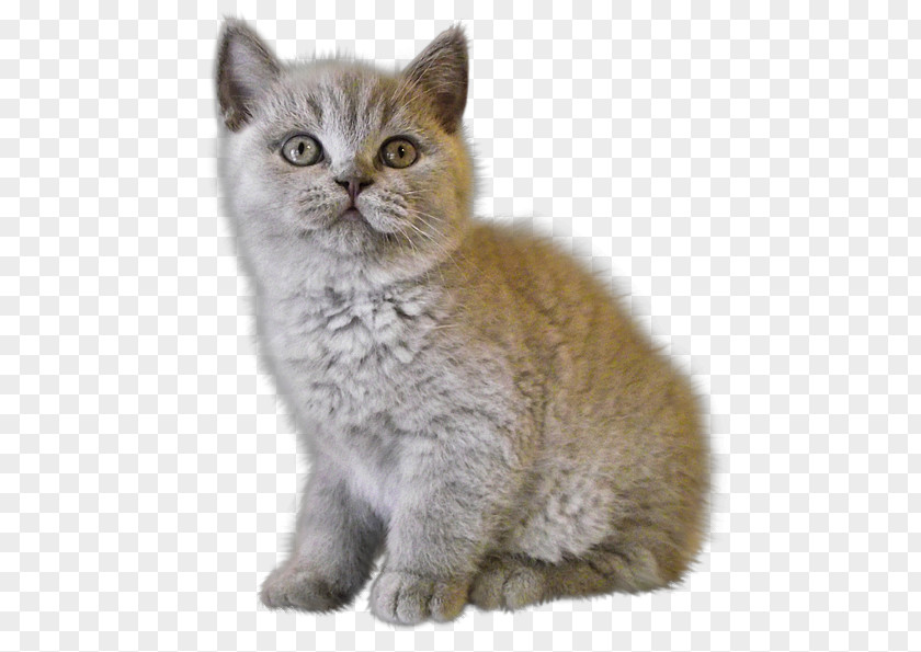 Kitten Image, Free Download Picture Cat PNG