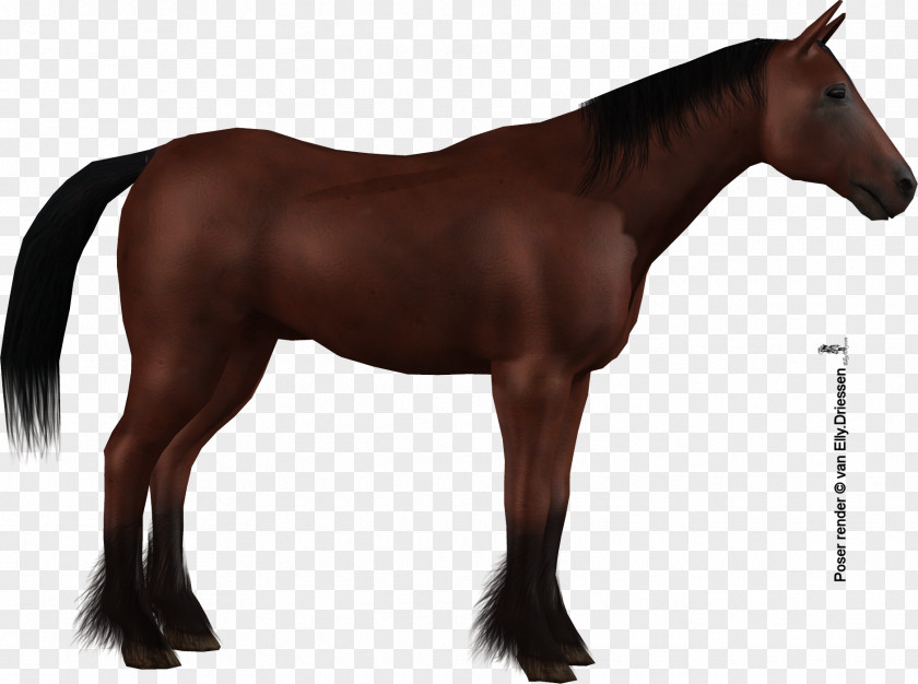 Mustang Stallion Mane Mare Colt PNG